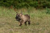 CAIRN TERRIER 517